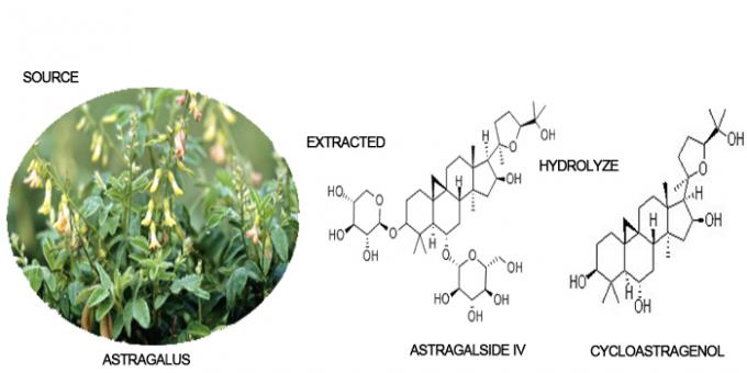 polvere dell'estratto dell'astragalo della radice di 98% 50% 10% 5% Cycloastragenol 0