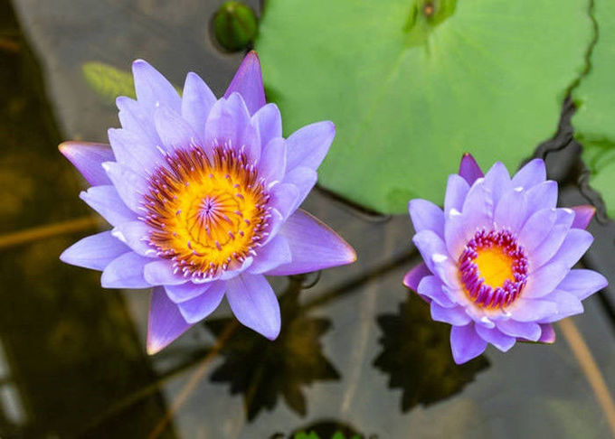 Estratti di erbe organici di Lotus di blu polvere del fiore di Caerulea della nymphaea 0