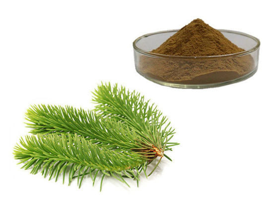 Porcellana Il pino lascia la polvere di erbe dell'estratto fornitore