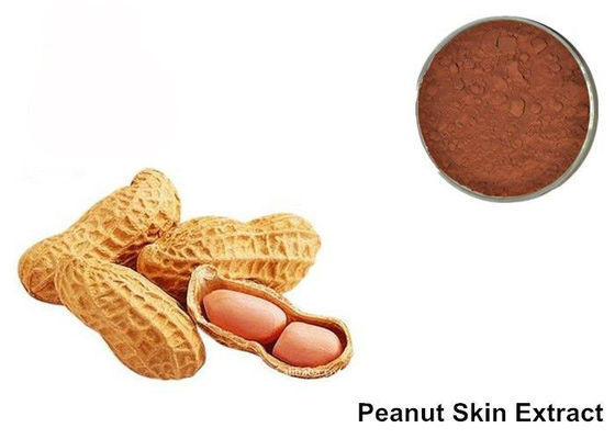 Porcellana Polvere dell'estratto dell'antociano della pelle dell'arachide di proantocianidine di 95% fornitore