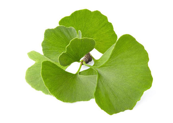 Polvere organica del ginkgo biloba del grado di USP fornitore