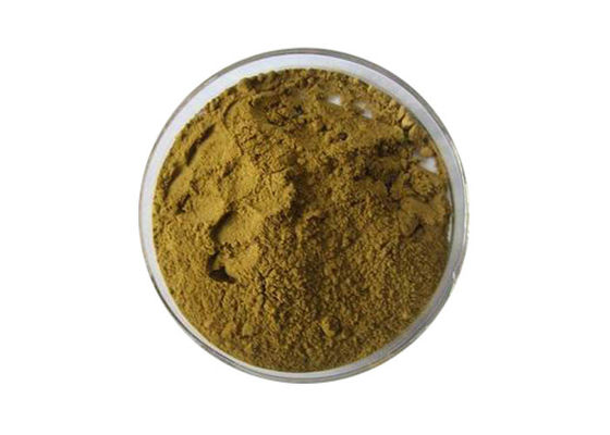 Polvere nutrizionale dell'estratto della foglia del ginkgo biloba di Brown del commestibile fornitore