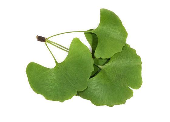 Regoli l'estratto standardizzato ginkgo biloba della lipemia 24/6 fornitore