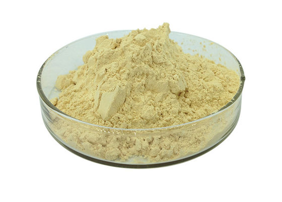 Polvere giallo-chiaro antinvecchiamento dell'estratto del ginseng di ginsenosidi di 30% fornitore
