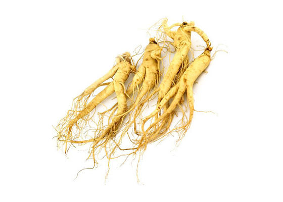 Polvere giallo-chiaro antinvecchiamento dell'estratto del ginseng di ginsenosidi di 30% fornitore