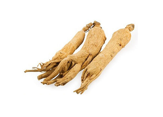 Sanità che migliora la polvere immune dell'estratto del ginseng della radice fornitore