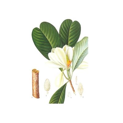 Estratto puro della corteccia della magnolia di 98% Honokiol fornitore