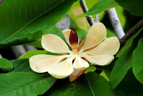 HPLC Magnolol/estratto della corteccia di Officinalis magnolia di Honokiol fornitore