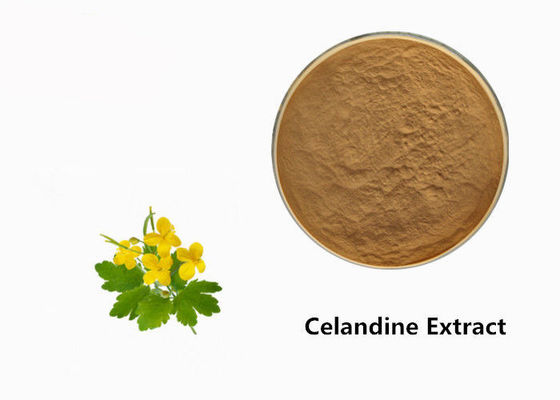 Polvere dell'estratto della pianta del Celandine fornitore