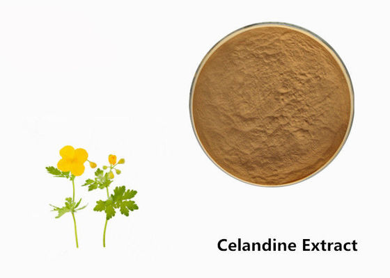 Polvere dell'estratto della pianta del Celandine fornitore