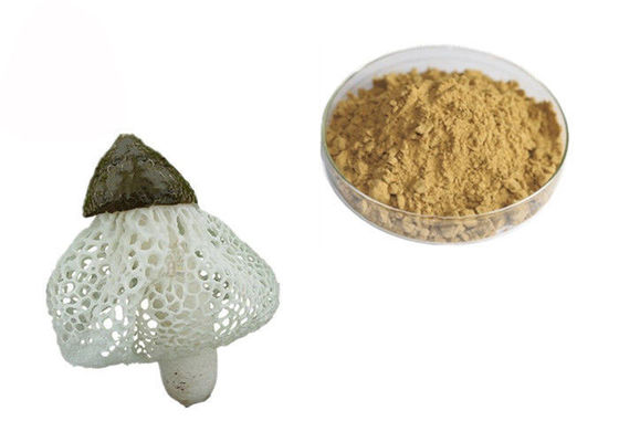 Estratto organico di Dictyophora Indusiata fornitore