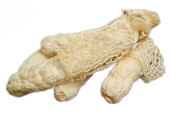 Estratto organico di Dictyophora Indusiata fornitore