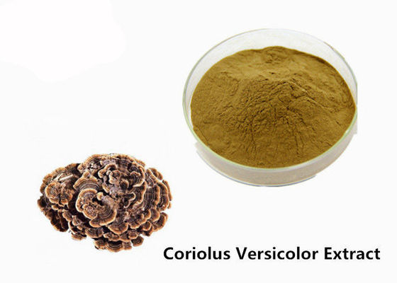 Rinforzi la polvere dell'estratto di Coriolus versicolor di giallo di Brown di costituzione fisica fornitore