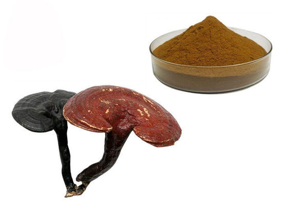 Polvere dell'estratto del fungo di Reishi di ganoderma lucidum di purezza di 50% fornitore