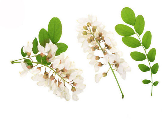 estratto puro 98% di sophora japonica della parte del germoglio di fiore della polvere della rutina di 95% fornitore