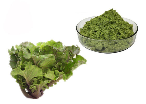 Polvere dell'estratto del cavolo del succo fornitore