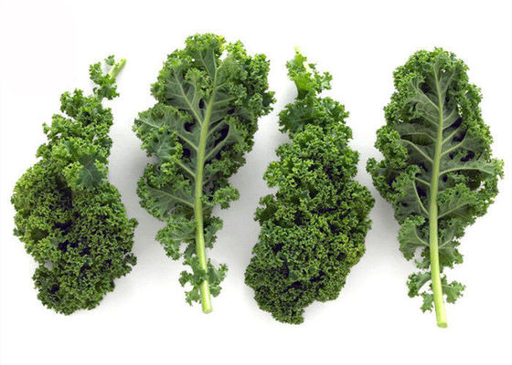 Polvere dell'estratto del cavolo del succo fornitore