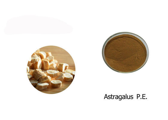 Polvere 100% dell'estratto dell'astragalo fornitore