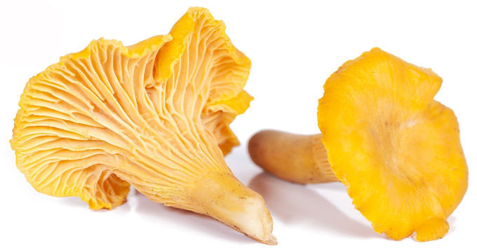 Polvere dell'estratto del fungo di Chantarelle dei polisaccaridi di 30% 0