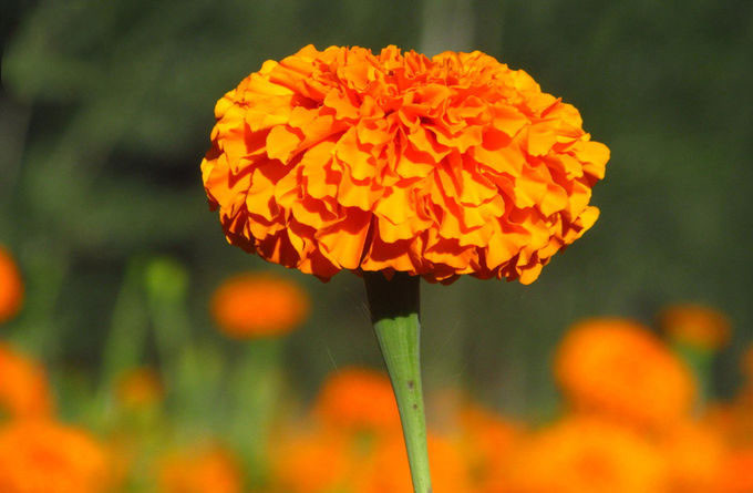 Polvere di erbe dell'estratto del pigmento della xantofilla del fiore naturale del tagete 0