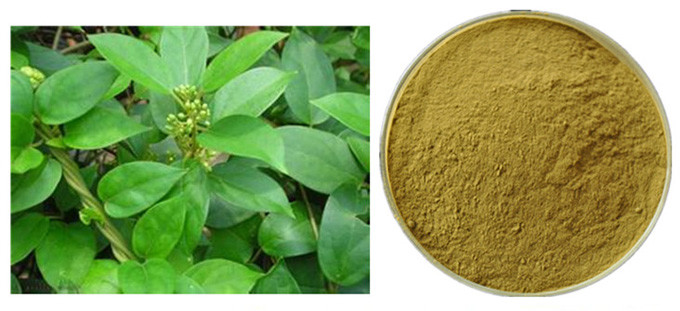 Polvere dell'estratto dell'antociano della foglia di Sylvestre del Gymnema per farmaceutico 0