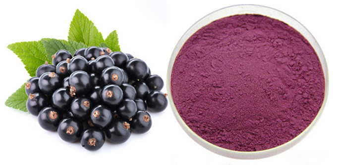 Polvere concentrata dell'estratto dell'antociano del ribes nero 10% del succo 0