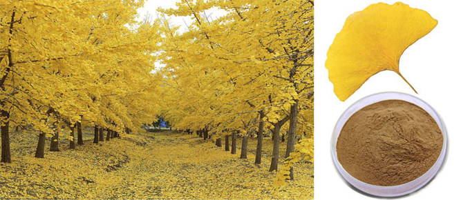 Polvere asciutta organica dell'estratto del ginkgo biloba delle foglie di CAS 90045-36-6 0